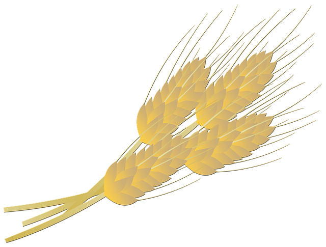 Drawing of wheat grains